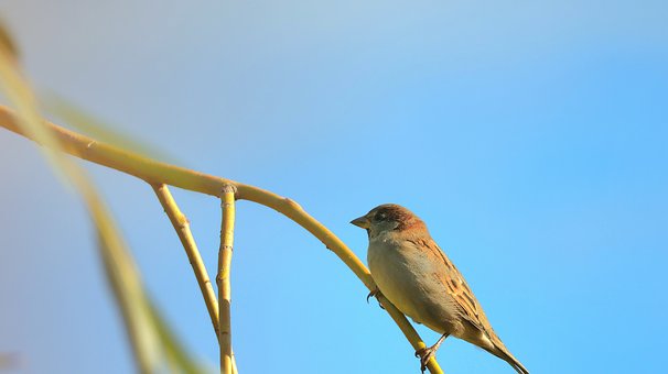 Free Sparrow Bird photo and picture