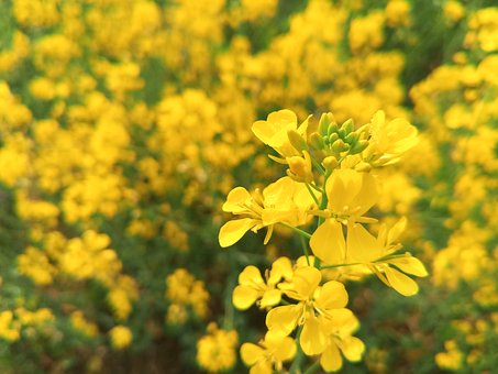 Free Mustard Plant photo and picture