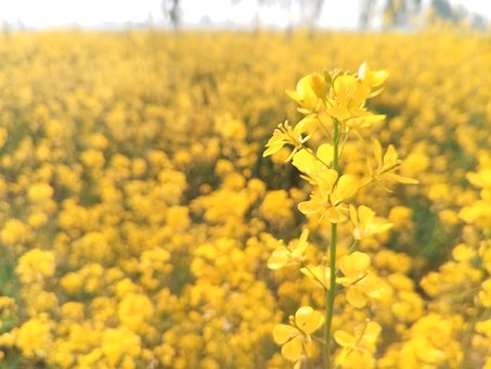 Free Mustard Plant photo and picture