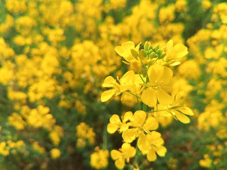 Free Mustard Plant photo and picture