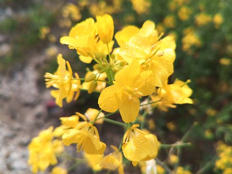 Free Mustard Plant photo and picture