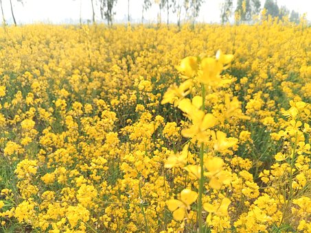 Free Mustard Plant photo and picture