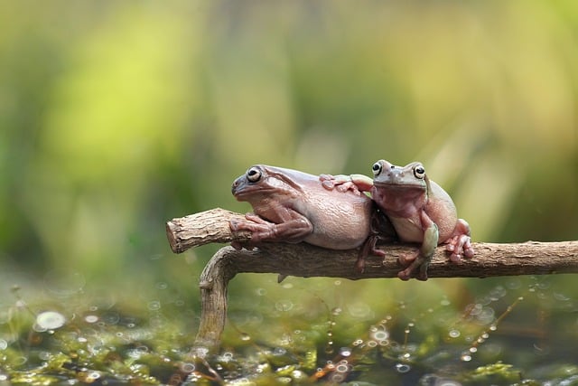 Free Frog Animal photo and picture