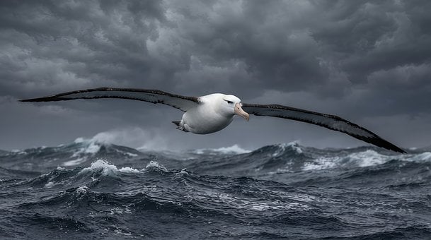 Albatros, Vogel, Fliegend, Meer, Sturm
