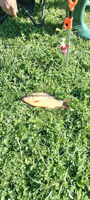 Fisch, Karpfen, Grünfläche, Angeln