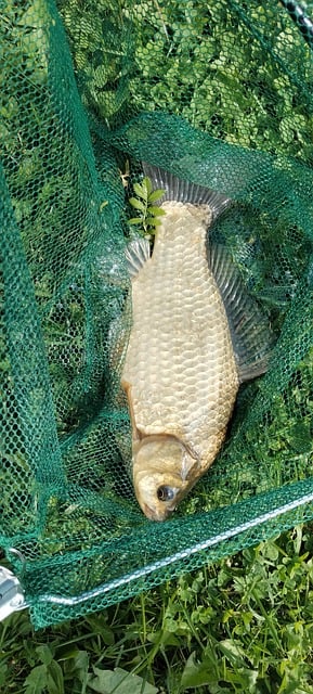 Karpfen, Netz, Fisch, Grün, Gras, Tier