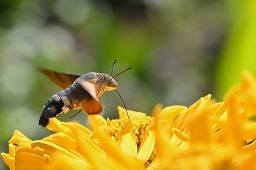 Free Hummingbird Moth photo and picture