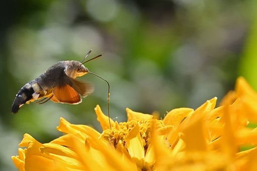 Free Hummingbird Hawk-Moth Zinnia photo and picture