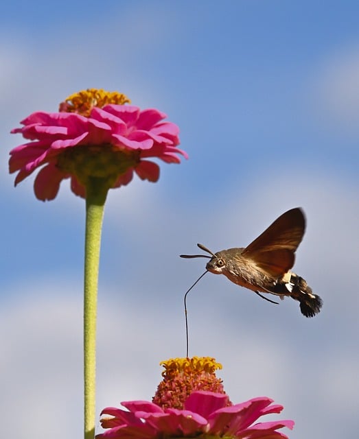 Free Moth Hummingbird Hawk-Moth photo and picture