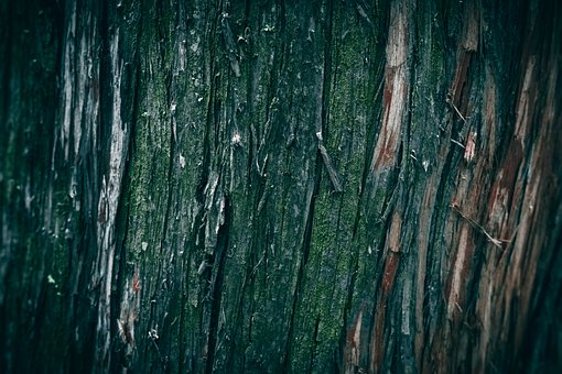 Bark, Trebark, Mose, Tekstur, Skog