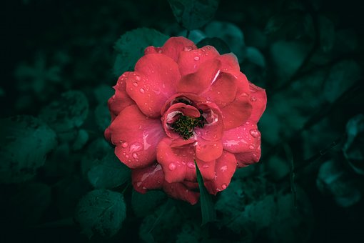 Rød Rose, Blomst, Regndråper, Rose, Hage