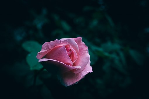 Rose, Rosa, Løvverk, Hånd, Regndråper