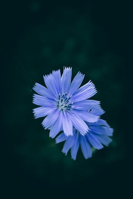 Blomst, Vill, Cikorie, Lilla, Detaljert
