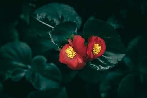 Rød, Blomster, Hage, Begonia, Løv