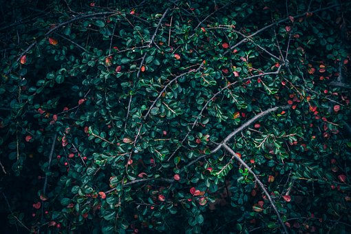 Blader, Cotoneaster, Bær, Rød, Grønn