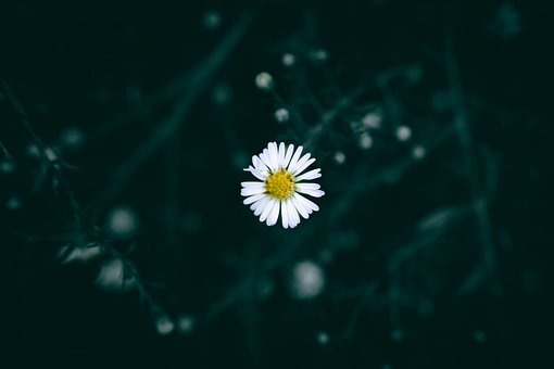 Hvit Blomst, Astras, Vill, Eng, Kronblad