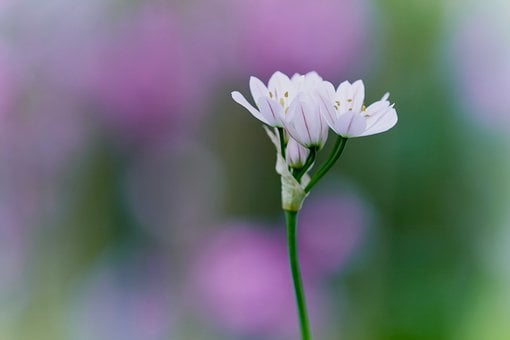 Allium, Vildløg, Hvid Vildeblomst, Forår