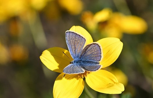 Free Butterfly Blues photo and picture