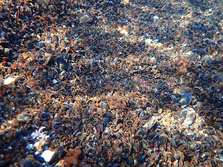 Free Blue Mussel Coast photo and picture