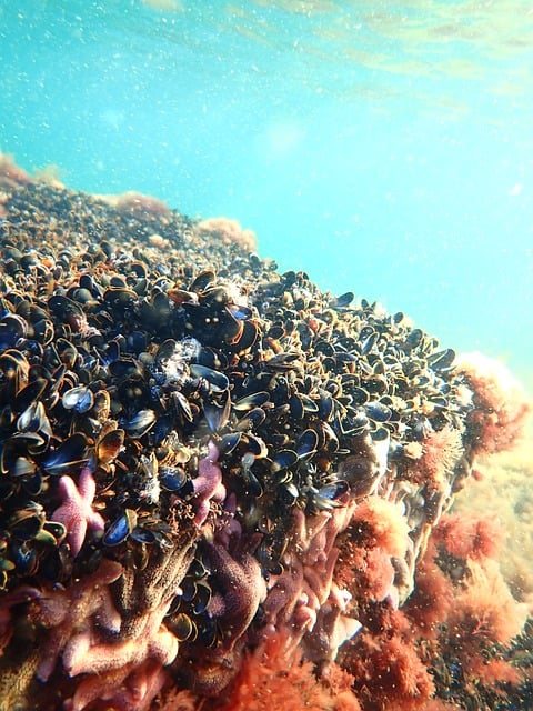 Free Blue Mussels Seaweed photo and picture