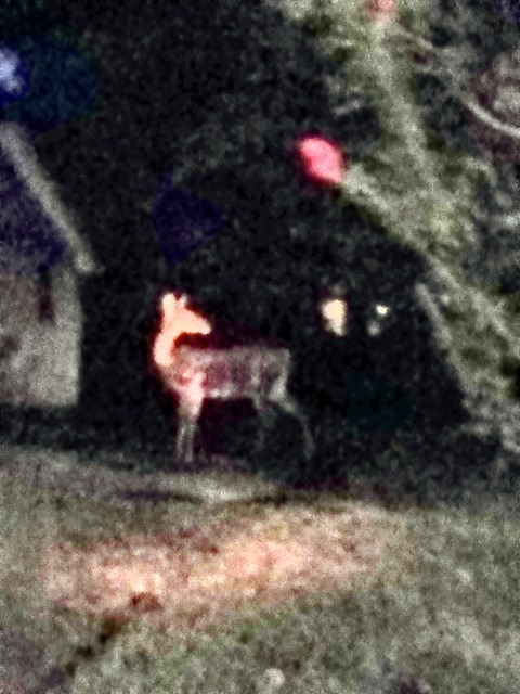 Hirsch, Nacht, Natur, Stadt, Tier