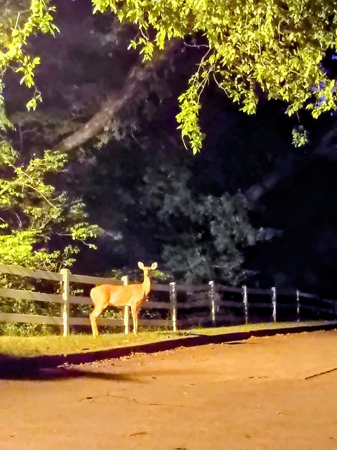 Hirsch, Natur, Nacht, Missouri
