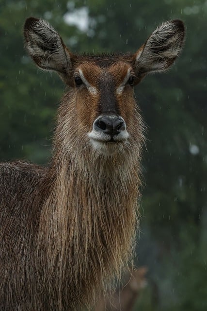 Free Antelope Nature photo and picture