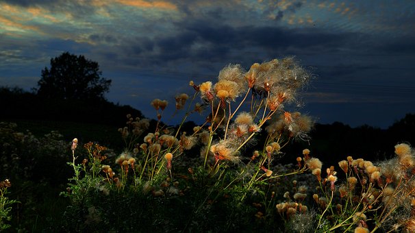 Free Thistle Nature photo and picture
