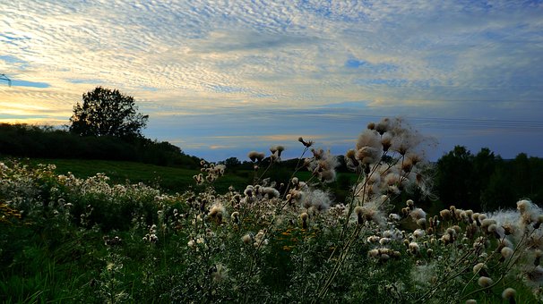 Free Thistle Nature photo and picture