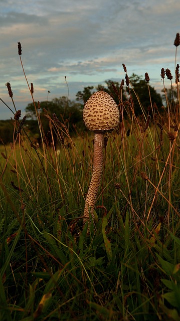Free Mushroom Grass photo and picture