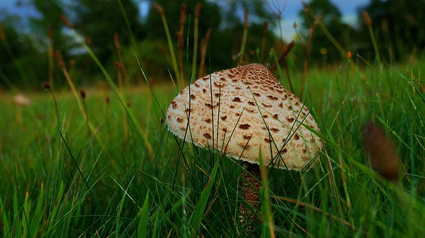 Free Mushroom Grass photo and picture