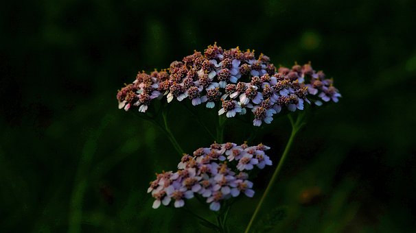 Free Flower Nature photo and picture