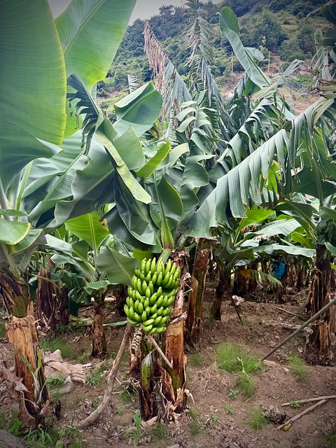 Bananenbaum, Bananen, Frucht, Gartenbau