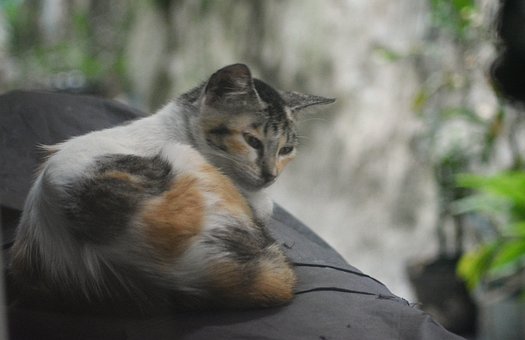 Katze, Haustier, Kätzchen, Tier