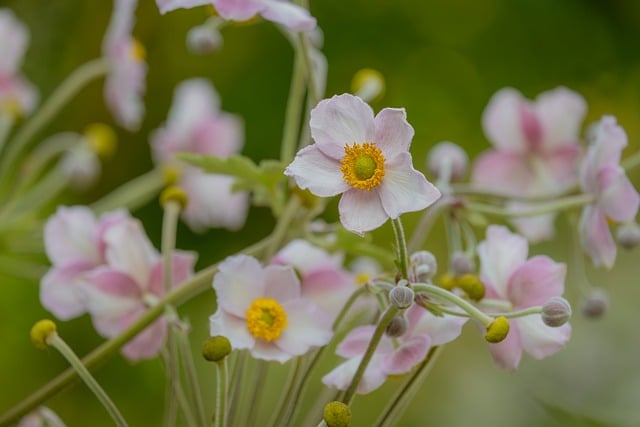 Free Flower Pink Flowers photo and picture