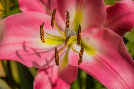 Flor, Lirio, Rosa, Primer Plano