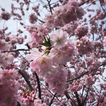 Free Pink Cherry photo and picture