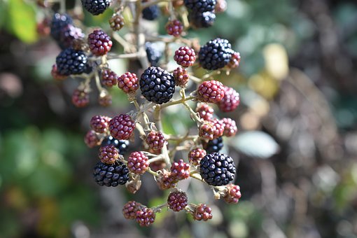 Brombeeren, Waldbeeren, Natur, Sommer