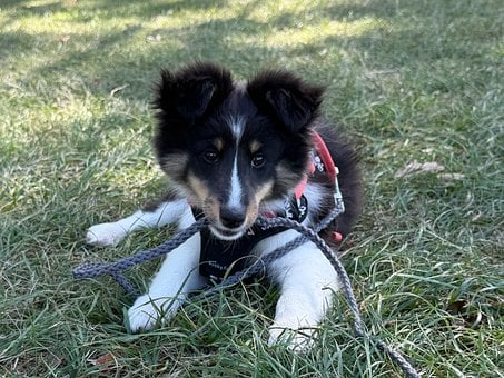 Puppy, Hond, Gras, Oppervlak, Halsband