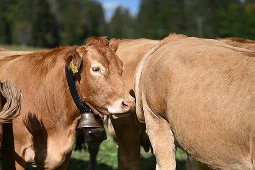 Vaca, Manada, Agricultura, Pastoreo