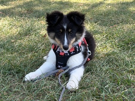 Cachorro, Perro Pastor De Shetland