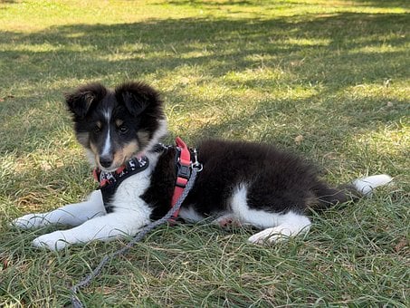 Cachorro, Cachorro Sheltie