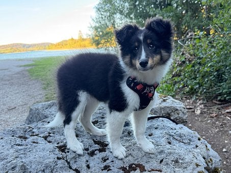 Cachorro, Perro, Raza Sheltie, Paisaje