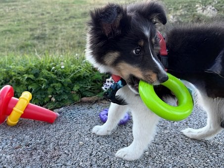Cachorro, Raza, Perro, Shetland Sheepdog