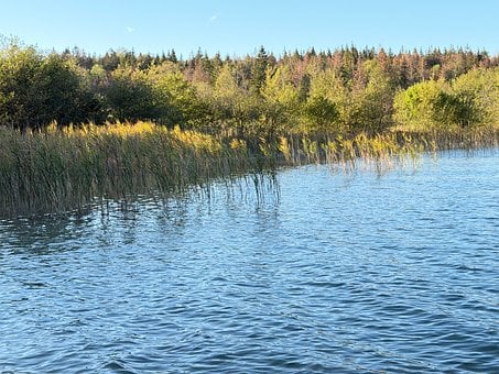 Lago, Juncos, Bosque, Naturaleza