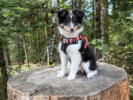 Cachorro, Perro Pastor De Shetland
