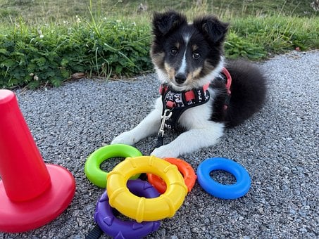 Cachorro, Anillos De Colores