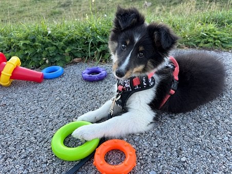 Cachorro, Perro, Raza Shetland, Hierba