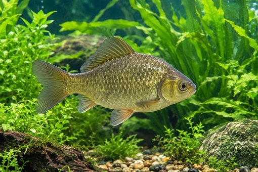 Free Crucian Carp Aquarium illustration and picture