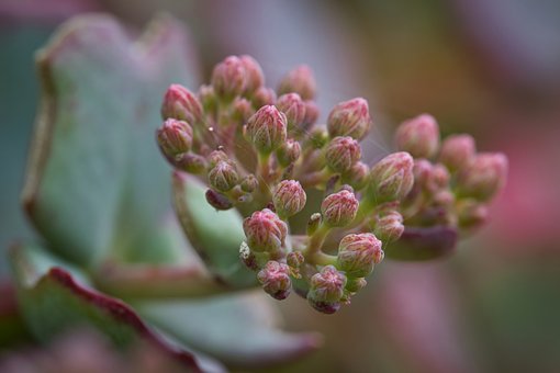 Free Succulents Sedum photo and picture